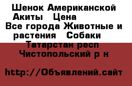 Шенок Американской Акиты › Цена ­ 35 000 - Все города Животные и растения » Собаки   . Татарстан респ.,Чистопольский р-н